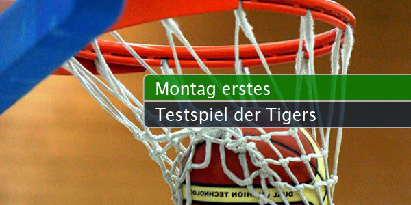 tigers-montag
