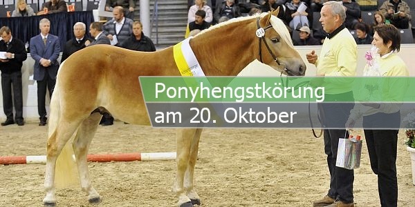 ponyhengskörung paint